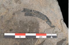 Foto (Detailansicht) von Dictyophyllum acutilobum Schenk. (NHMW-GEO-2024-0188-10507)